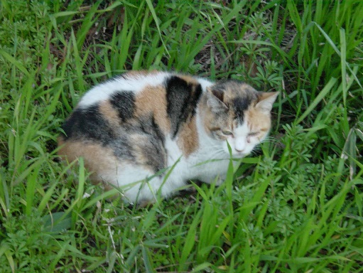 ねこ
