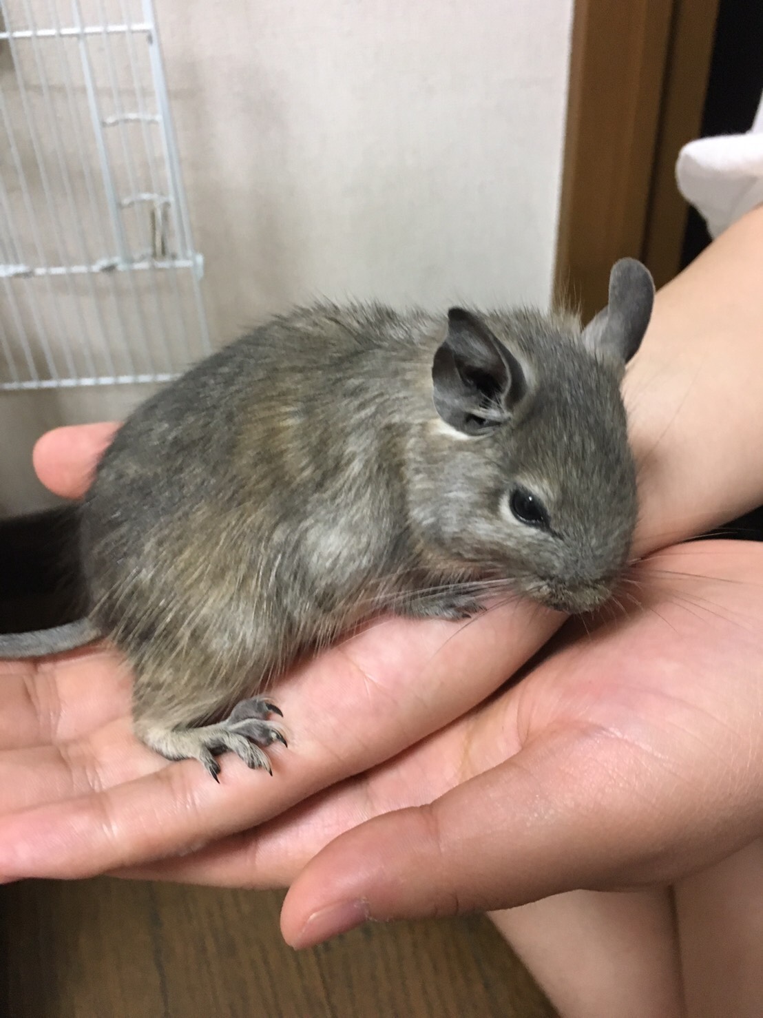 手のひらの上のデグー