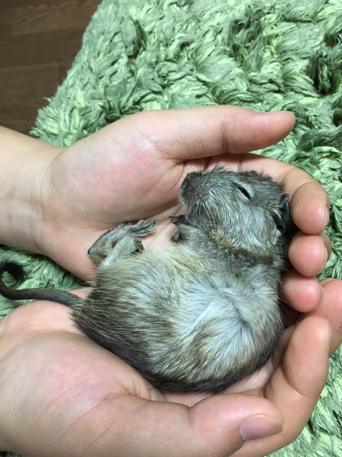 手の中で眠るデグー