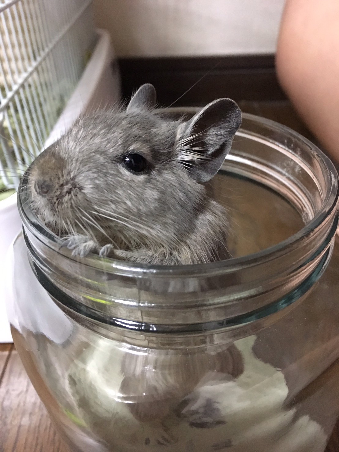 砂遊びをするデグー