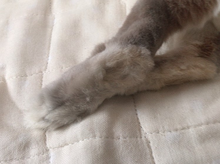 足