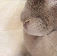 鼻