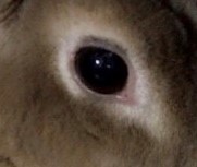 足