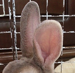 耳