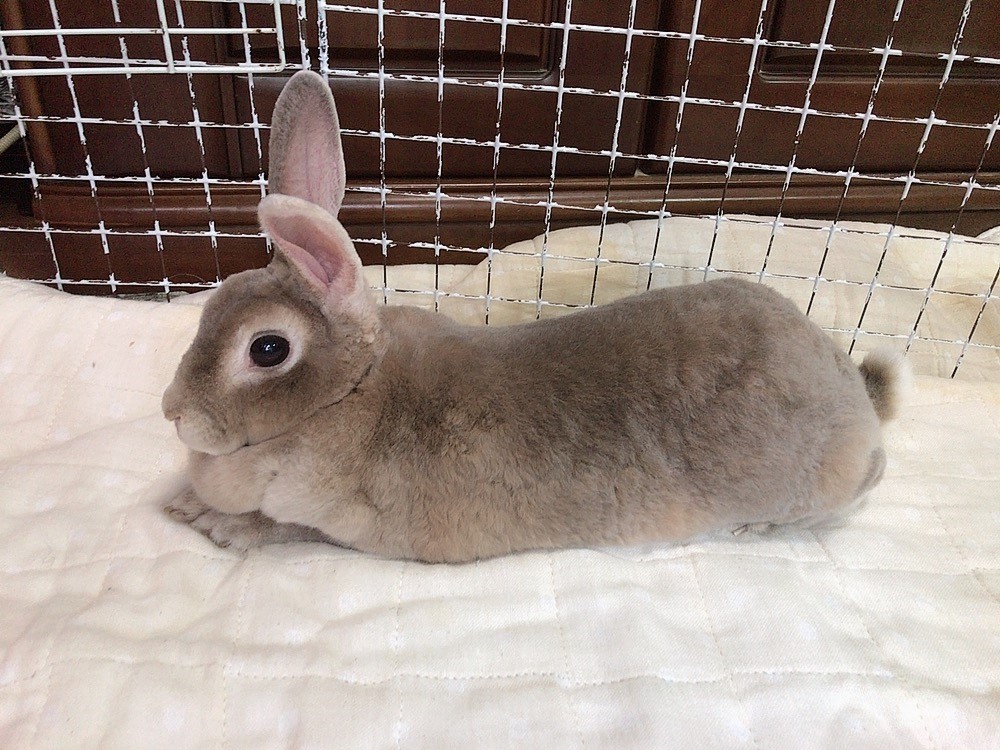 うさぎ2